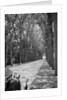 Tree-Lined Entrance Road to French Chateau Chenonceaux by Anonymous