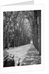 Tree-Lined Entrance Road to French Chateau Chenonceaux by Anonymous