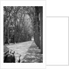 Tree-Lined Entrance Road to French Chateau Chenonceaux by Anonymous