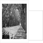 Tree-Lined Entrance Road to French Chateau Chenonceaux by Anonymous