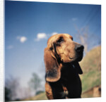 Brown Bloodhound by Anonymous