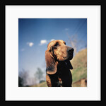Brown Bloodhound by Anonymous