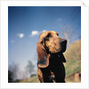 Brown Bloodhound by Anonymous