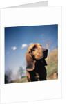 Brown Bloodhound by Anonymous