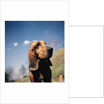 Brown Bloodhound by Anonymous