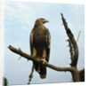 Imperial Eagle Resting on a Branch by Anonymous