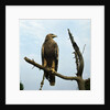 Imperial Eagle Resting on a Branch by Anonymous