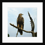 Imperial Eagle Resting on a Branch by Anonymous