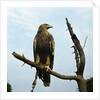 Imperial Eagle Resting on a Branch by Anonymous
