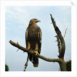 Imperial Eagle Resting on a Branch by Anonymous