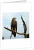 Imperial Eagle Resting on a Branch by Anonymous