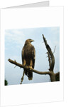 Imperial Eagle Resting on a Branch by Anonymous