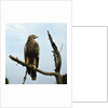 Imperial Eagle Resting on a Branch by Anonymous