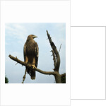Imperial Eagle Resting on a Branch by Anonymous