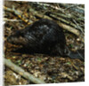 Beaver by Anonymous