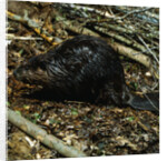 Beaver by Anonymous
