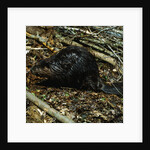 Beaver by Corbis