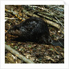 Beaver by Corbis