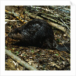 Beaver by Corbis