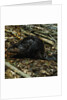 Beaver by Anonymous
