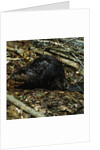 Beaver by Anonymous
