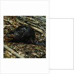 Beaver by Anonymous