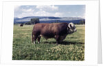 Bull Standing in Field by Anonymous