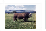 Bull Standing in Field by Anonymous