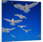Gulls in Flight by Anonymous