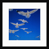 Gulls in Flight by Anonymous