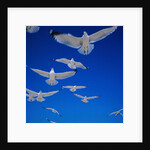 Gulls in Flight by Anonymous