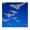 Gulls in Flight by Anonymous