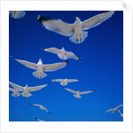 Gulls in Flight by Anonymous