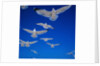 Gulls in Flight by Anonymous