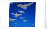 Gulls in Flight by Anonymous
