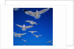 Gulls in Flight by Anonymous