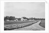 Swann's Point Plantation by Anonymous