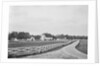Swann's Point Plantation by Anonymous
