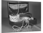 View of Kitten in Jewel Box by Anonymous