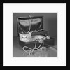 View of Kitten in Jewel Box by Anonymous