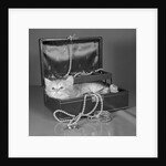 View of Kitten in Jewel Box by Anonymous