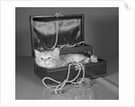 View of Kitten in Jewel Box by Anonymous