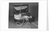 View of Kitten in Jewel Box by Anonymous
