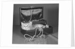 View of Kitten in Jewel Box by Anonymous