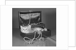 View of Kitten in Jewel Box by Anonymous