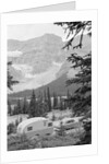 Crowfoot Glacier from Icefields Parkway by Anonymous