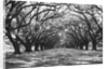 Arched Path of Trees on Plantation Site by Anonymous