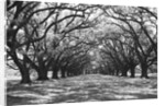 Arched Path of Trees on Plantation Site by Anonymous