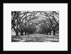Arched Path of Trees on Plantation Site by Anonymous