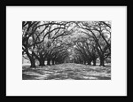Arched Path of Trees on Plantation Site by Anonymous